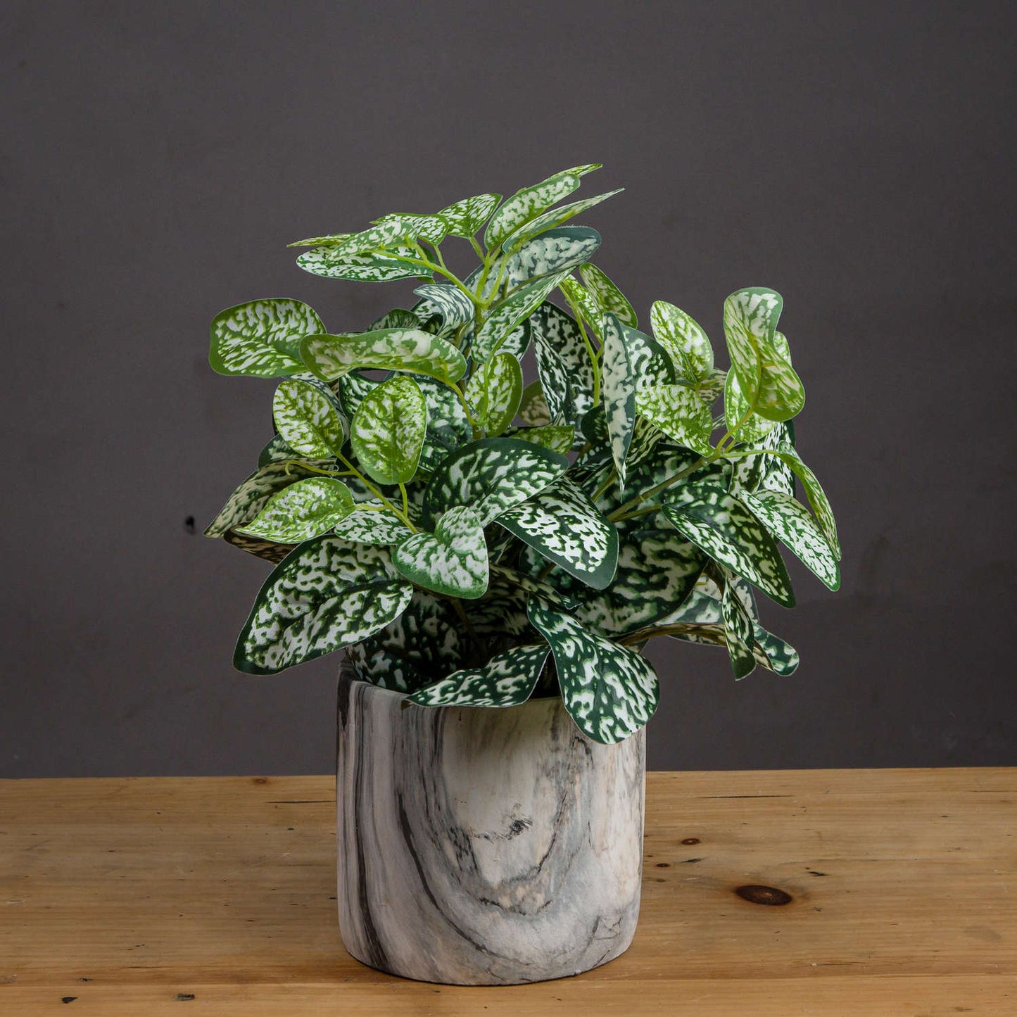 Variegated White And Green Nerve Plant