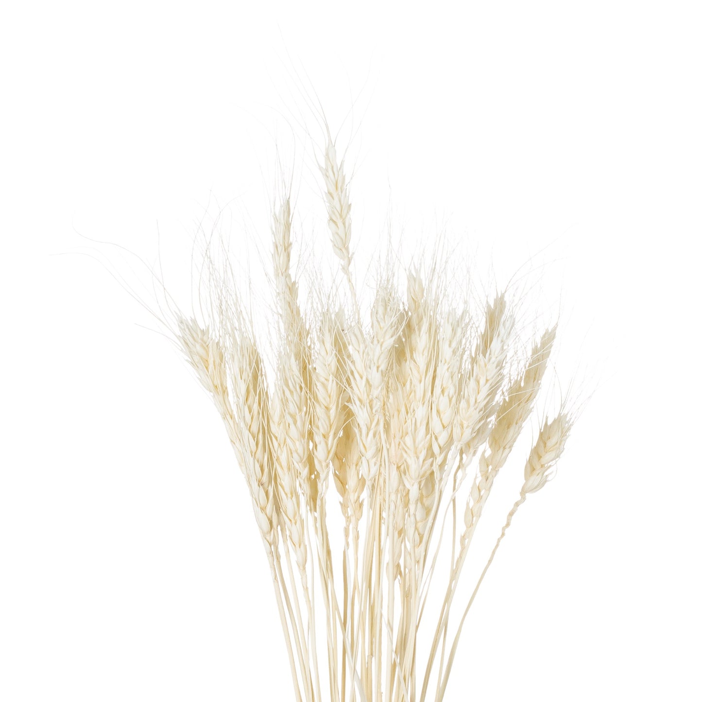 Dried White Wheat Bunch Of 20