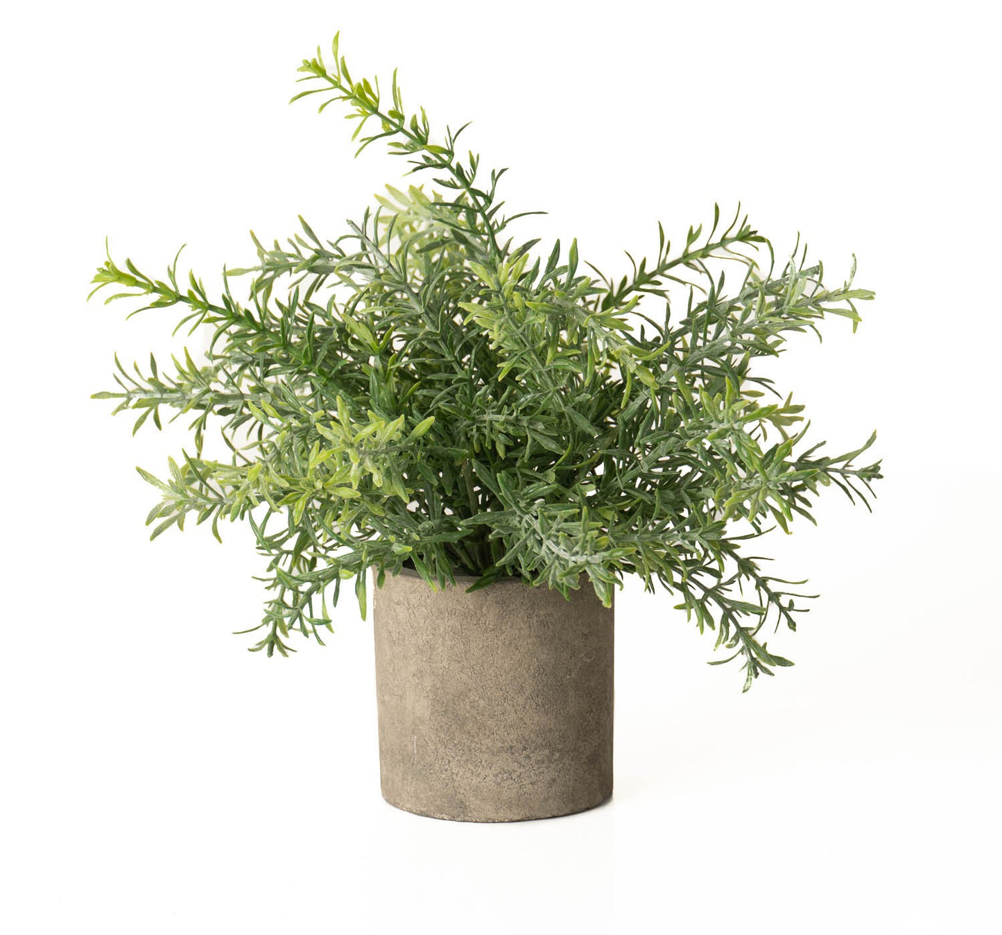 Rosemary Plant In Stone Effect Pot